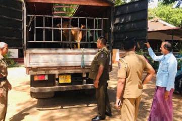 வவுனியாவில் அனுமதிப்பத்திரமின்றி மாடுகளை ஏற்றிச்சென்ற ஒருவர் கைது(Photos)