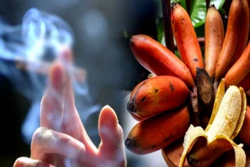 புகைபிடித்தல் பழக்கத்திற்கு இன்றுடன் தீர்வு- செவ்வாழை சாப்பிடுங்க