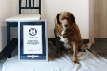 கின்னஸ் சாதனை படைத்த நாய்!