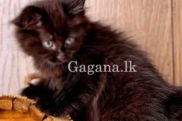 රත්නපුර ප්‍රදේශයේ ගෙදරකින් ලක්ෂ එකහමාරක පූස් පැටියෙක් උස්සන් ගිහින්.