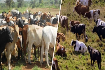 மன்னாரில் தொடர்ந்து அதிகரிக்கும் உயிரிழப்புகள்!