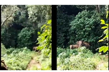 தாயுடன் குட்டியை இணைத்த வனத்துறையினர்... - தன் துதிக்கையை தூக்கிக் காட்டி நன்றி கூறிய தாய் யானை...!