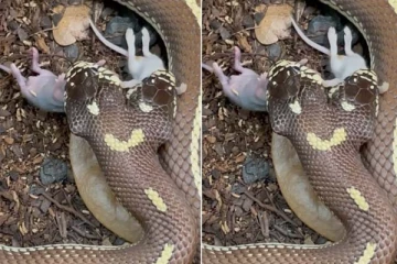 இரட்டை தலை பாம்பில் அதிரடியான வேட்டை: இரண்டு வாயில் சிக்கித்தவிக்கும் எலிகள்! ஆச்சரிய காணொளி