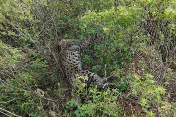 வீதியை கடக்க முற்பட்ட சிறுத்தை விபத்தில் பலி