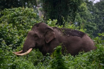 කන්තලේ නිවාසයකට වන අලි ප්‍රහාර වගාවන්ට දැඩි හානි