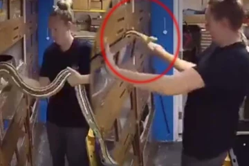 நொடியில் சீறிய பாம்பு... மயிரிழையில் எஸ்கேப்பான பெண்ணின் காணொளி