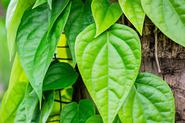 வாயுத்தொல்லையை சரி செய்ய உடனடி வீட்டு வைத்தியம்.. இதை செய்து பாருங்கள் | Betel Leaves Health Remedy For Gastric Problem