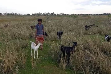 கிராமத்தில் ஆடு மேய்க்கும் 15 வயது சிறுமியின் உடல் இயக்க நடவடிக்கையில் ஏற்பட்ட மாற்றம்! விசாரித்த தாயாருக்கு காத்திருந்த அதிர்ச்சி