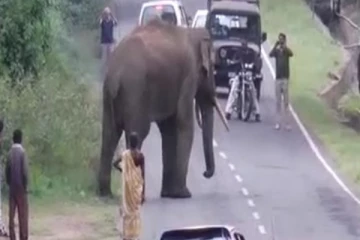 ஏ9 வீதியில் காட்டு யானை அட்டகாசம்! ஒருவர் படுகாயம்