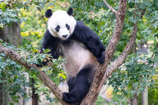 பிரான்சில் பிறந்த முதல் பண்டா கரடி; சீனாவுக்கு பார்சல்! | First Panda Born In France Parcel To China