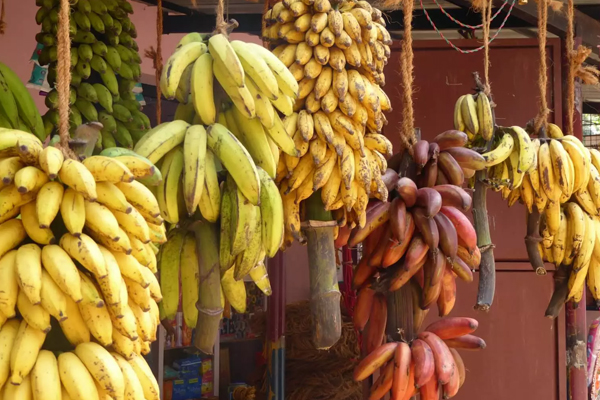 அதிகரித்து வரும் வாழைப்பழத்தின் விலை | Rising Banana Prices
