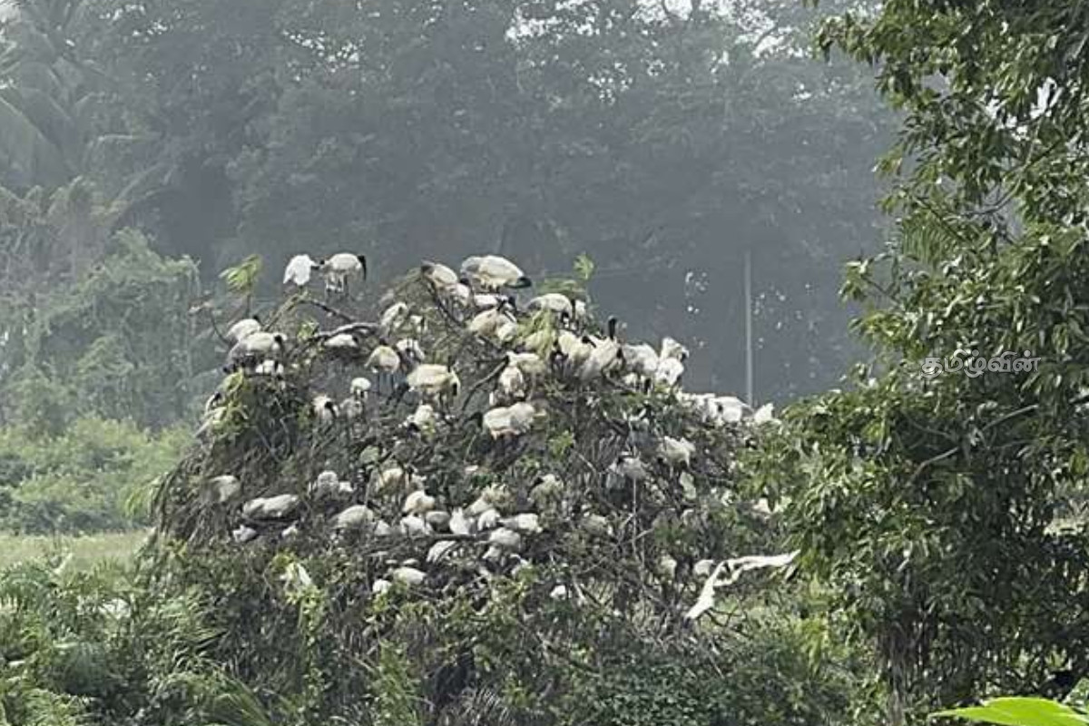 குருக்கள்மட பறவைகள் சரணாலய சூழலில் குப்பைகளை கொட்டுபவர்களுக்கு எடுக்கப்படவுள்ள நடவடிக்கை | Action Dump Garbage Kurukkalmadam Bird Sanctuary