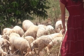 ஆடுமேய்க்க சென்ற பெண்ணுக்கு நேர்ந்த பயங்கரம்; அச்சத்தில் உறைந்த மக்கள்