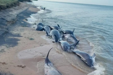 இறந்து கரையொதுங்கிய 11 டொல்பின்கள்