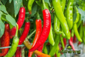 பச்சை மிளகாயின் விலையில் ஏற்பட்ட பாரிய அதிகரிப்பு