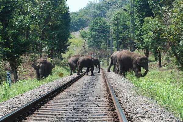 யாழில் இருந்து சென்ற ரயில் இரு உயிர்களை பறித்தது | Train From Yali To Colombo Claimed Two Lives
