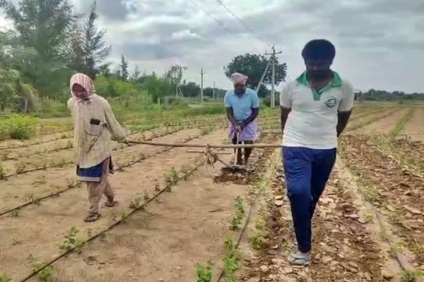 மகன் மற்றும் மகளை ஏரில் பூட்டி உழுத விவசாயி - என்ன காரணம்? | Andhra Farmer Use Son And Daughter For Plow Field