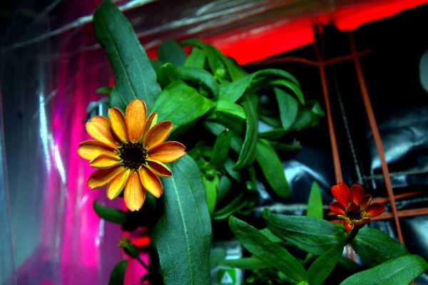 ‘நாசா’பகிர்ந்த விண்வெளியில் பூத்த பூ! | A Flower That Bloomed In Space Shared By Nasa