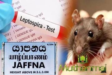 யாழில் எலிக்காய்ச்சல் நோயாளர்களின் எண்ணிக்கை அதிகரிப்பு