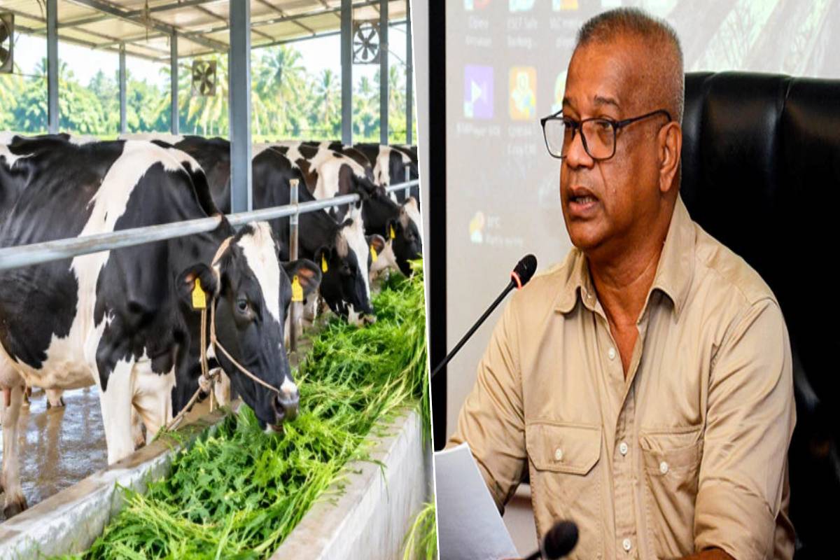 பண்ணையாளர்களின் பிரச்சினைகளுக்கு தீர்வு - பாலின் தரத்தை உயர்த்த அறிமுகப்படுத்தும் புதிய நடைமுறை | A New Procedure Being Introduced Quality Of Milk பண்ணையாளர்களின் பிரச்சினைகளுக்கு தீர்வு - பாலின் தரத்தை உயர்த்த அறிமுகப்படுத்தும் புதிய நடைமுறை | A New Procedure Being Introduced Quality Of Milk