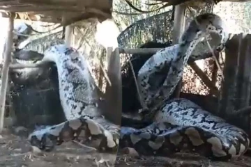 ராட்சத பாம்பின் பயமுறுத்தும் காட்சி... 29 மில்லியன் பார்வையாளரா?