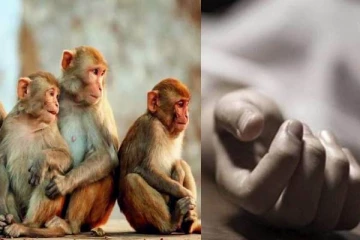 வீட்டிற்குள் நுழைந்து தாக்கிய 20 குரங்குகள்! பரிதாபமாக உயிரிழந்த மூதாட்டி..அதிர்ச்சி சம்பவம்