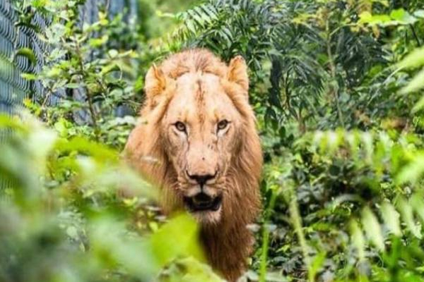 பூங்காவின் பாதுகாப்பு வேலியை தாண்டி குதித்தவருக்கு நேர்ந்த அதிர்ச்சி சம்பவம் | Africa Ghana Accra Zoo Lion Killed Man Jump Fence
