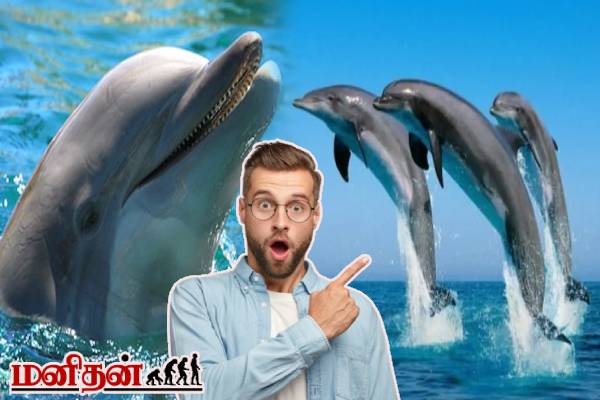 டால்ஃபின்கள் பற்றிய இந்த உண்மைகள் உங்களுக்கு தெரியுமா? | Most Interesting Facts About Dolphins
