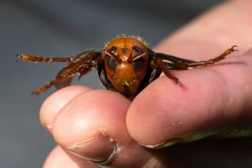பிரித்தானியாவில் தென்பட்ட கில்லர் ஆசிய ஹார்னெட்ஸ்: தேனீ வளர்ப்பாளர்களுக்கு எச்சரிக்கை