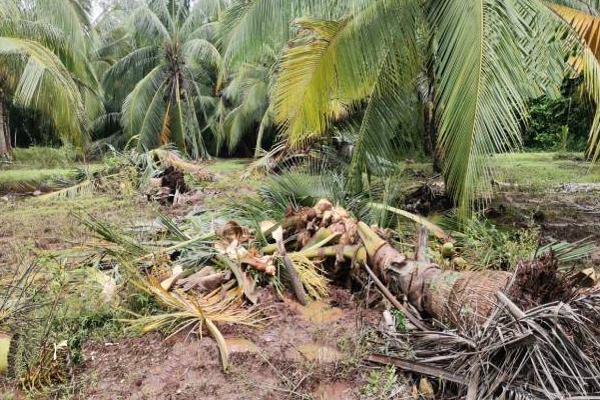 வவுனியா நெடுங்கேணியில் இரவில் இடம்பெற்ற பயங்கர சம்பவம் | Vavuniya Nedunkeni Elephants Destroy Papaya Trees