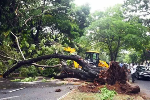 கொழும்பு வாழ் மக்களுக்கு எச்சரிக்கை...! ஆபத்தாக மாறியுள்ள மரங்கள் | Over 200 Trees Pose Risk To Public In Colombo