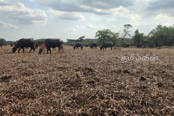 திருகோணமலையில் மேய்ச்சல் தரை இல்லாமையினால் பண்ணையாளர்கள் அவதி (Video) | Farmers Suffer In Trincomalee