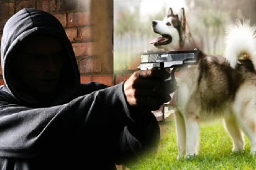 அயல் வீட்டு வளர்ப்பு நாயை சுட்டுக்கொன்ற சிறிலங்கா இராணுவ அதிகாரி கைது