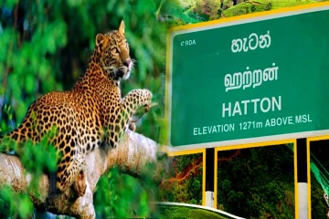 சிறுத்தை நடமாட்டத்தினால் பீதியடையும் மலையக மக்கள்: 13 நாய்கள் பலி