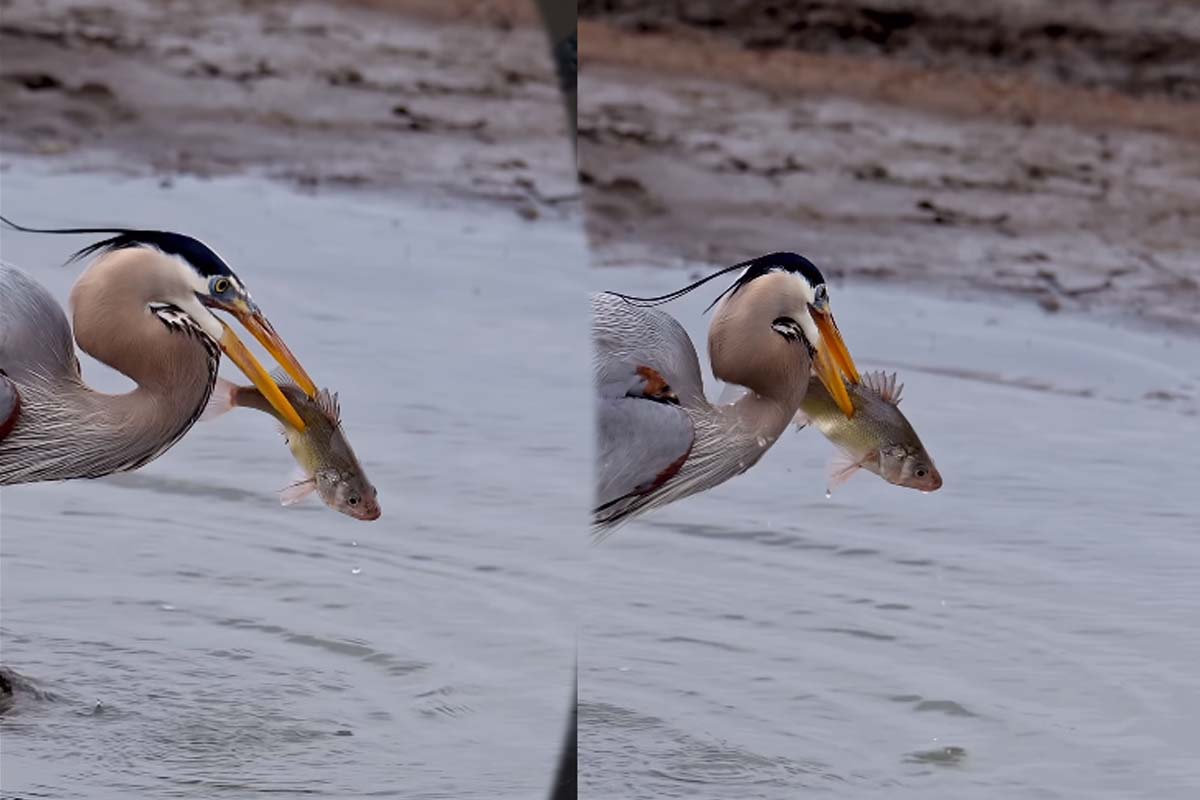 Viral Video: ஒரு மீனை பிடிக்க எவ்வளவு ரிஸ்க் எடுக்கிறது? நாரையின் அசத்தல் வேட்டை | Blue Heron Catch One Fish Heavy Risk