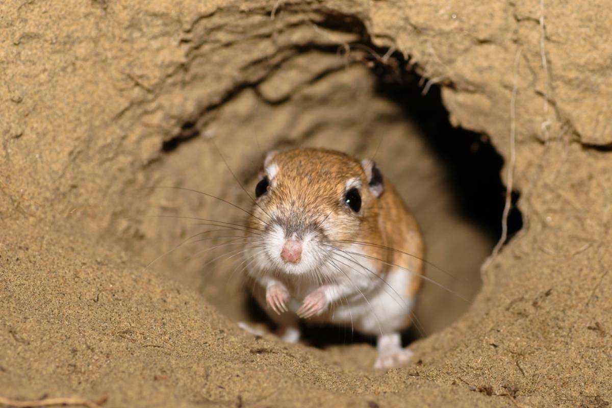 தன் வாழ்நாளில் ஒரு சொட்டு தண்ணீர் கூட குடிக்காத விலங்கு.., எது தெரியுமா? | Which Animal Never Drinks Water In Its Lifetime