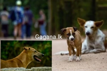 ගම්පහ ජනතාවට සුනඛයින් ගෙන් රතු එළියක්..අලුත්ම අනාවරණයකින් හෙළි වූ දේ.