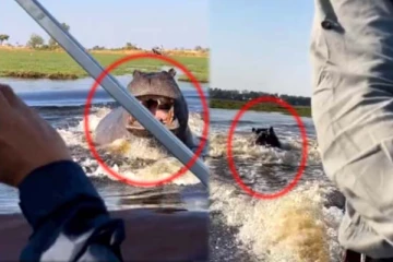 ஆக்ரோஷமாக தாக்க வந்த நீர்யானை! நூலிழையில் உயிர்தப்பிய நபர்களின் திக் திக் காட்சி