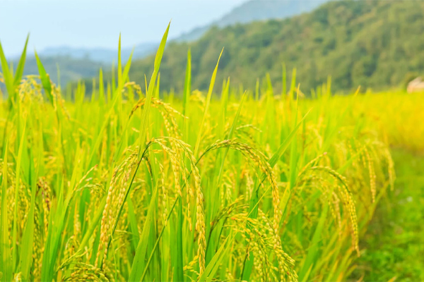 நெல்லுற்பத்தியாளர்களுக்கு மகிழ்ச்சிகரமான தகவல் | Paddy Farmers Paddy Fertilization Council