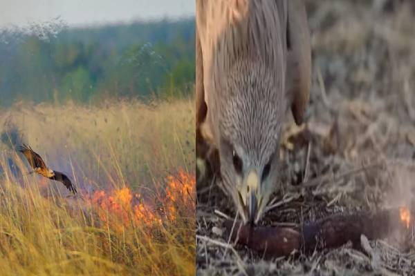 காட்டு தீயை உருவாக்கும் பருந்து! பின்னணியில் உள்ள வியக்க வைக்கும் காரணம் தெரியுமா? | Shocking Fact About The Australian Firehawks