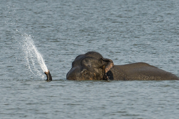‘நாராயணா..நமக்கு சோறு தான் முக்கியம்’ - உணவு தேடி நீச்சலடித்தபடியே ஊருக்குள் சென்ற காட்டு யானைகள்; வைரலாகும் வீடியோ - தமிழ்நாடு
