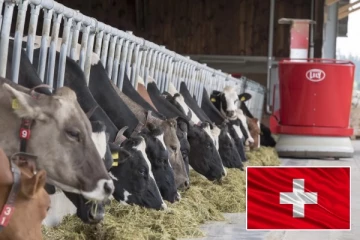 சுவிட்சர்லாந்தில் இறைச்சி கூடங்களை தவிர்க்கும் 250 பண்ணைகள்: கால்நடைகளின் மன அழுத்தத்தை குறைக்குமா?