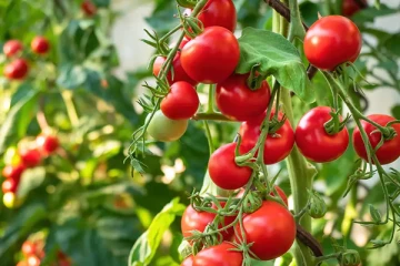 இந்த பிரச்சினை உள்ளவர்கள் தக்காளியை மறந்தும் கூட சாப்பிடாதீங்க! ஆபத்தை ஏற்படுத்துமாம்