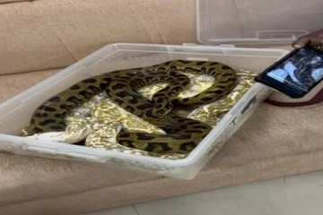 22 பாம்புகளுடன் விமானநிலையத்திற்கு வந்த பெண்மணி!