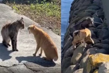 ஆக்ரோஷமாக சண்டையிட்டு கடலுக்குள் விழுந்த பூனைகள் - காண்போரை சிரிக்க வைக்கும் வீடியோ!