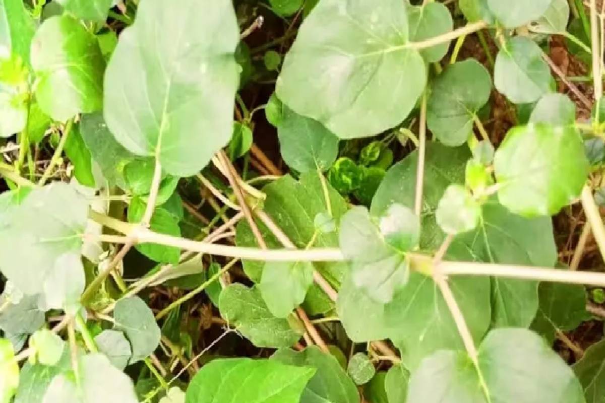 பலரும் கண்டுக்கொள்ளாத மூக்கிரட்டை கீரையில் இவ்வளவு நன்மைகளா? | Punarnava Benefits In Tamil