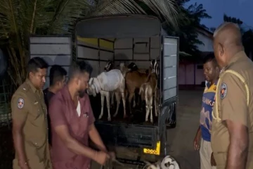 முல்லைத்தீவில் காவலாளிகளை தாக்கிவிட்டு 35 ஆடுகளை திருடிச் சென்றவர் சிக்கினர்!