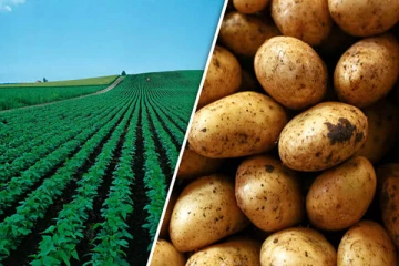 வடக்கில் உருளைக்கிழங்கு பயிர்ச்செய்கையினை மேற்கொள்ள விவசாயிகள் விடுத்துள்ள கோரிக்கை