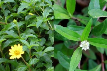 வள்ளலார் கண்ட தெய்வீக மூலிகை “கரிசலாங்கண்ணி”