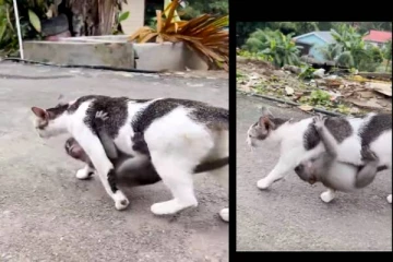 குரங்கு குட்டியை வயிற்றில் சுமக்கும் பூனை! தாய்மையின் உச்சம்